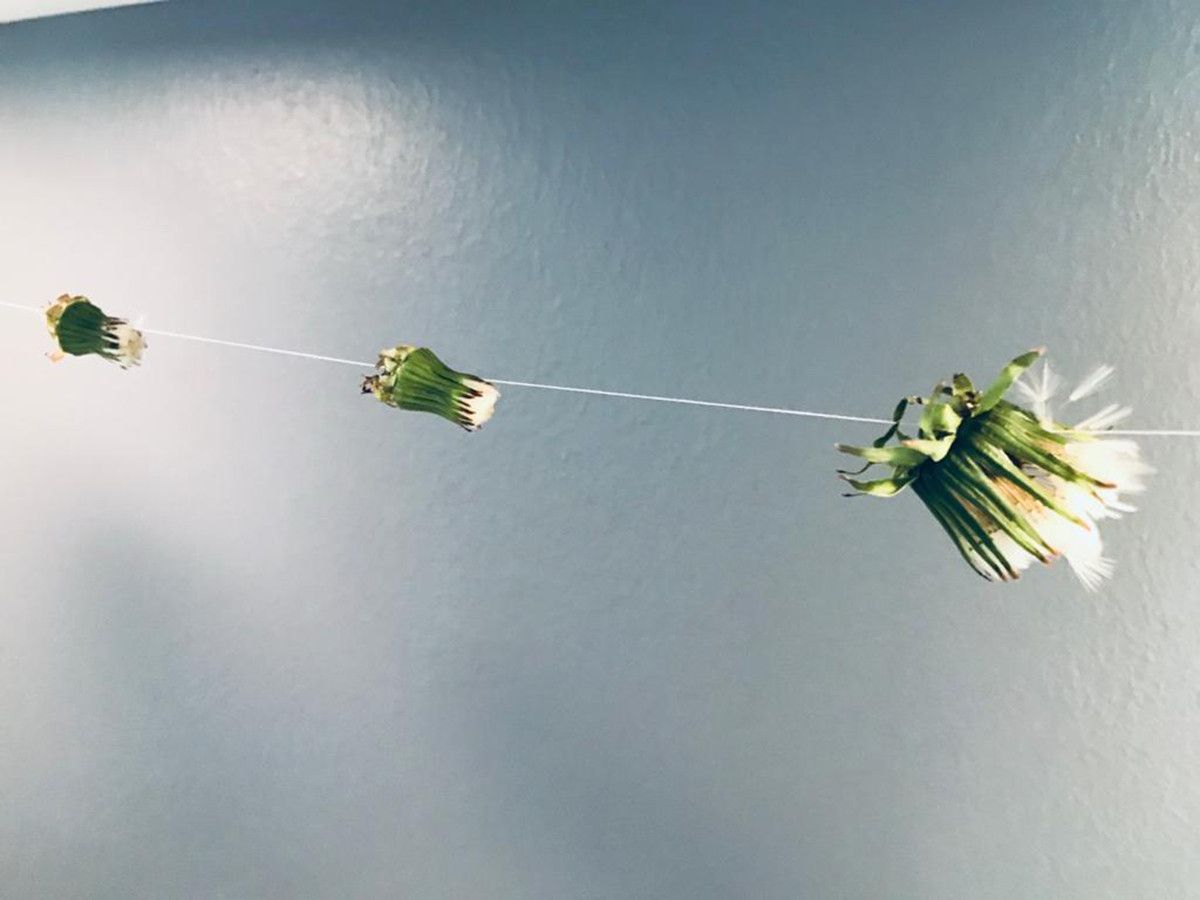 PHOTO 2020 05 05 13 33 47  004  PHOTO 2020 05 05 13 33 47  004